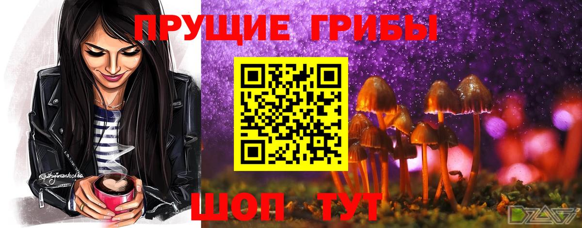 Галлюциногенные грибы Psilocybe Лесосибирск